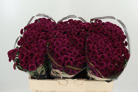 Chr San Purpetta – čerstvý rezaný kvet, dĺžka: 55 cm, pôvod: NL