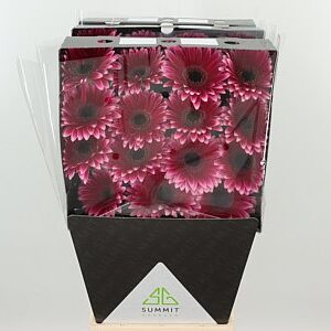 Gerbera Nuance