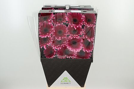 Gerbera Nuance