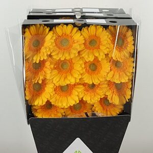 Gerbera Captiva 45 cm