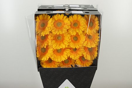 Gerbera Captiva 45 cm