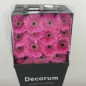 Gerbera Dreamer 45 cm