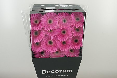 Gerbera Dreamer 45 cm