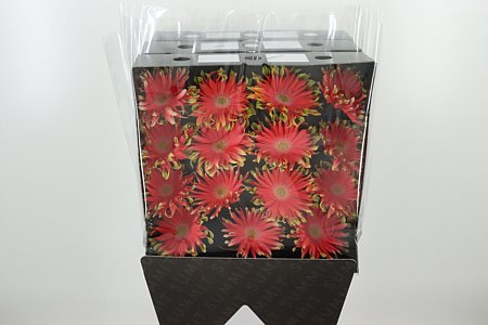 Gerbera Pastini Rivella 45 cm