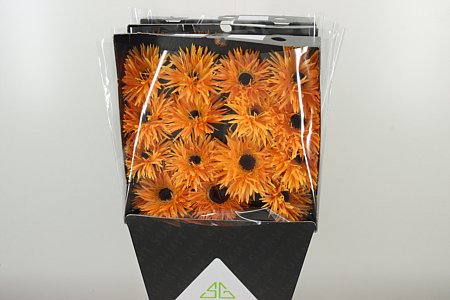 Zväzok oranžových gerber Spider Bambu s tmavým stredom v balení