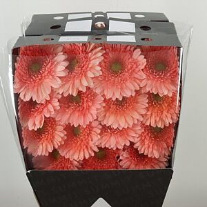 Gerbera Azuna 45 cm v jemnom odtieni