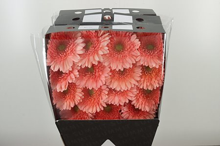 Gerbera Azuna 45 cm v jemnom odtieni