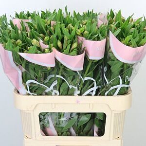 Alstroemeria Pink Floyd s ružovými kvetmi na dlhej zelenej stonke