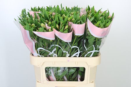 Alstroemeria Pink Floyd s ružovými kvetmi na dlhej zelenej stonke