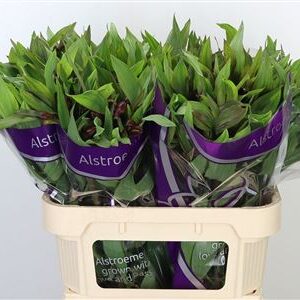 Alstr Hiphop – čerstvý rezaný kvet, dĺžka: 75 cm, pôvod: NL
