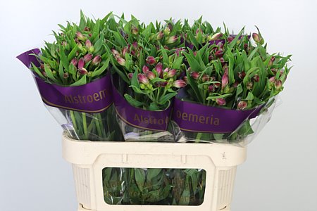 Alstroemeria Casanova s jemnými lupienkami a výraznými škvrnkami