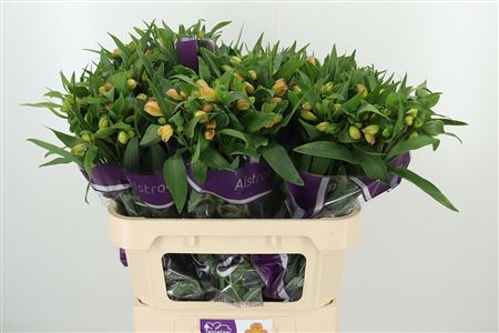 Alstroemeria Aurora s jemnými pastelovými lupeňmi