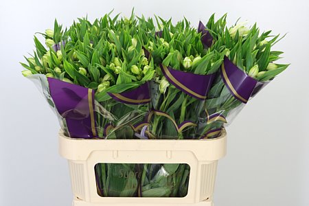 Biele kvety Alstroemeria White Swan vo zväzku