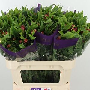 Alstroemeria Tania – čerstvý rezaný kvet, dĺžka: 75 cm, pôvod: NL