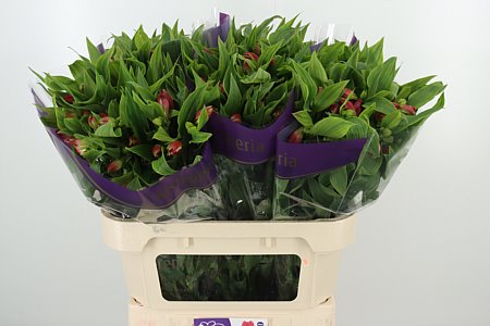 Alstroemeria Tania – čerstvý rezaný kvet, dĺžka: 75 cm, pôvod: NL