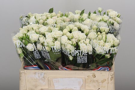 Ruža Amazing Lady 60 cm – čerstvý rezaný kvet, pôvod Holandsko