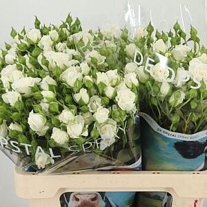 Ruža Amazing Lady 60 cm – čerstvý rezaný kvet, pôvod Holandsko