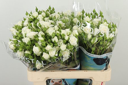 Ruža Amazing Lady 60 cm – čerstvý rezaný kvet, pôvod Holandsko