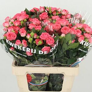 R Tr Apricio – čerstvý rezaný kvet, dĺžka: 60 cm, pôvod: NL