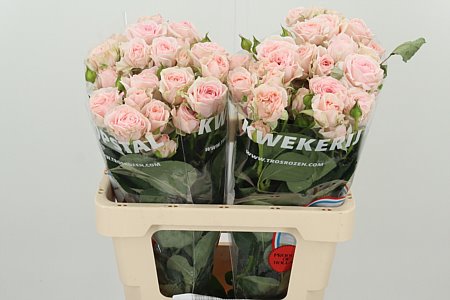 R Tr Rosa Loves Me With Fatal Attraction – čerstvý rezaný kvet, dĺžka: 60 cm, pôvod: NL