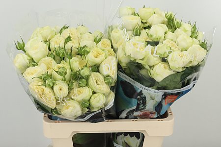 R Tr Ayala – čerstvý rezaný kvet, dĺžka: 70 cm, pôvod: NL