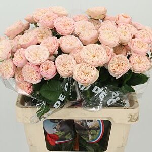 R Tr Royal Blush – čerstvý rezaný kvet, dĺžka: 60 cm, pôvod: NL
