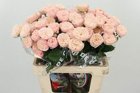 R Tr Royal Blush – čerstvý rezaný kvet, dĺžka: 60 cm, pôvod: NL