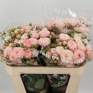 R Tr Nynke – čerstvý rezaný kvet, dĺžka: 60 cm, pôvod: NL