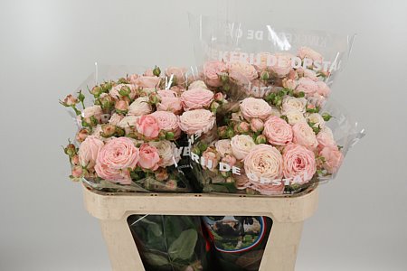 R Tr Nynke – čerstvý rezaný kvet, dĺžka: 60 cm, pôvod: NL