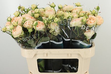 R Tr Darlene – čerstvý rezaný kvet, dĺžka: 70 cm, pôvod: NL