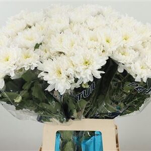 Biela chryzantéma Baltica White s dĺžkou 70 cm