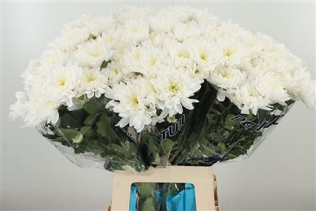 Biela chryzantéma Baltica White s dĺžkou 70 cm