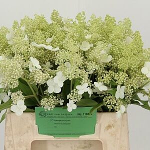Hortenzia Kyushu - čerstvý rezaný kvet, dĺžka: 40 cm, pôvod: NL