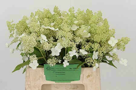 Hortenzia Kyushu - čerstvý rezaný kvet, dĺžka: 40 cm, pôvod: NL