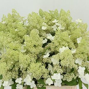 Hydr Pa Kyushu – čerstvý rezaný kvet, dĺžka: 50 cm, pôvod: NL
