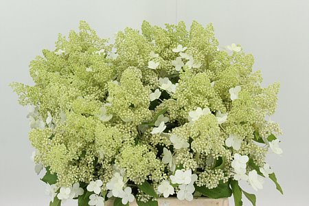 Hydr Pa Kyushu – čerstvý rezaný kvet, dĺžka: 50 cm, pôvod: NL