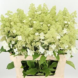 Hydr Pa Kyushu – čerstvý rezaný kvet, dĺžka: 80 cm, pôvod: NL