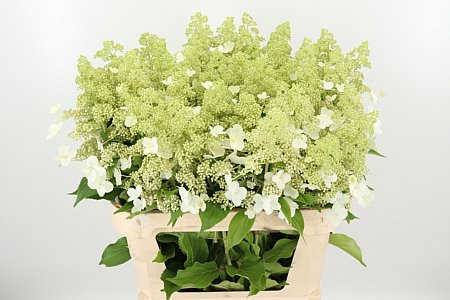 Hydr Pa Kyushu – čerstvý rezaný kvet, dĺžka: 80 cm, pôvod: NL