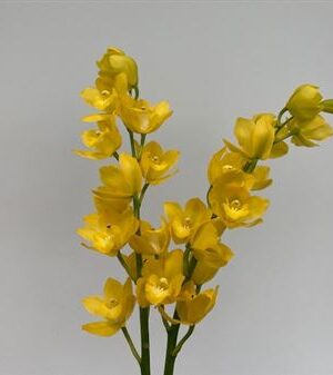 Cymbidium Mini Mixed