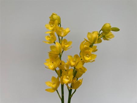 Cymbidium Mini Mixed