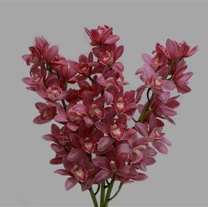Cymbidium Mini Mixed