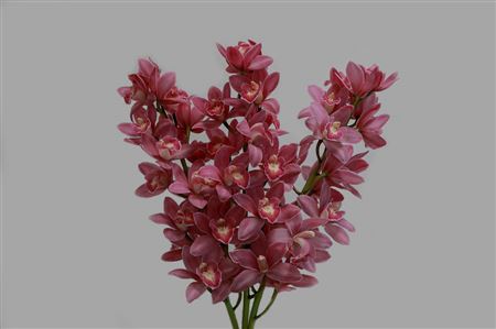 Cymbidium Mini Mixed