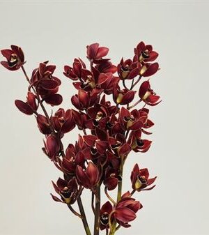 Cymbidium Mini Mixed