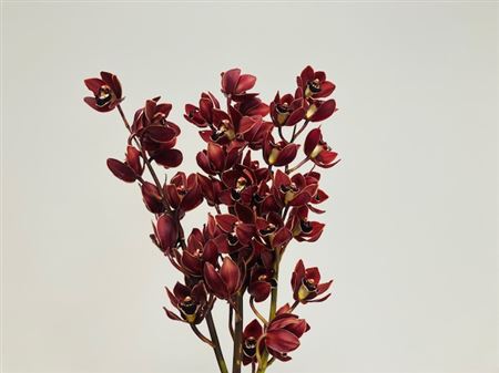 Cymbidium Mini Mixed