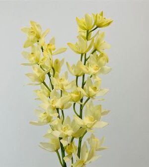 Cymbidium Mini Mixed