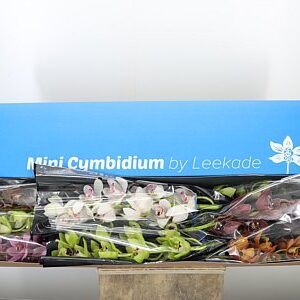 Cymb Mini Mixed – čerstvý rezaný kvet, dĺžka: 50 cm, pôvod: NL