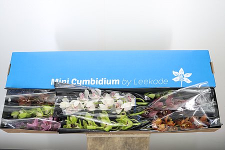 Cymbidium Mini Mixed