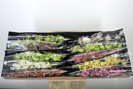 Cymbidium Mini Mixed