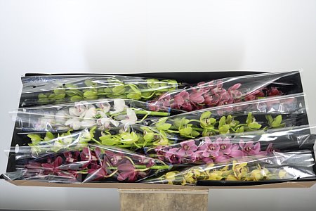 Cymbidium Mini Mixed
