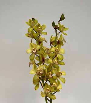 Cymbidium Mini Mixed